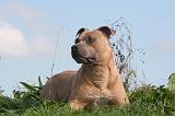 AMSTAFF ADULT 559